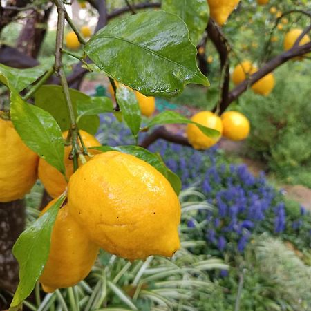 Olive Lemon Biophilic House & Lush Forest Garden Vamos Zewnętrze zdjęcie