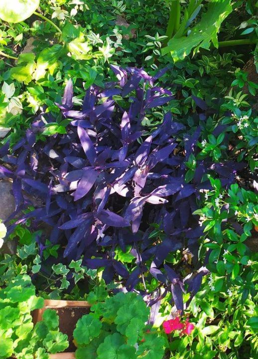 Olive Lemon Biophilic House & Lush Forest Garden Vamos Zewnętrze zdjęcie