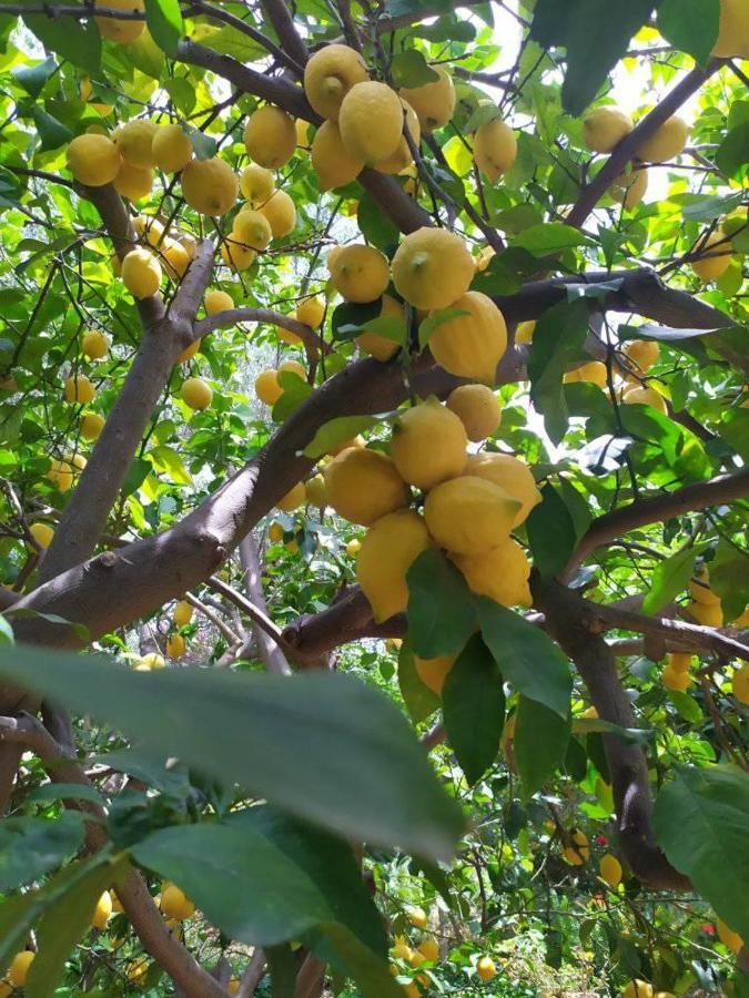 Olive Lemon Biophilic House & Lush Forest Garden Vamos Zewnętrze zdjęcie