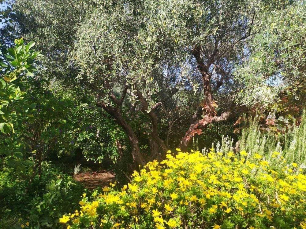 Olive Lemon Biophilic House & Lush Forest Garden Vamos Zewnętrze zdjęcie