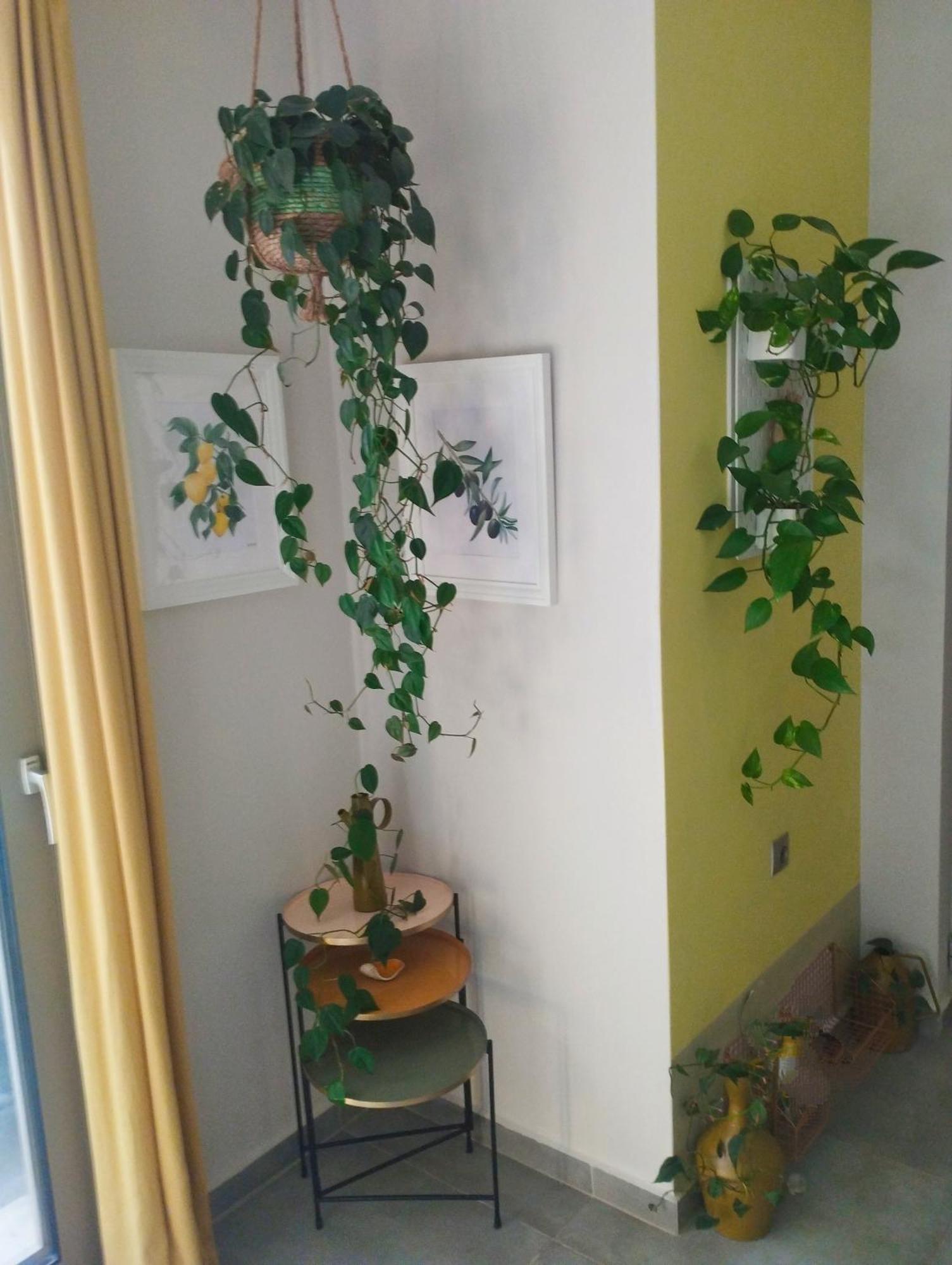 Olive Lemon Biophilic House & Lush Forest Garden Vamos Zewnętrze zdjęcie