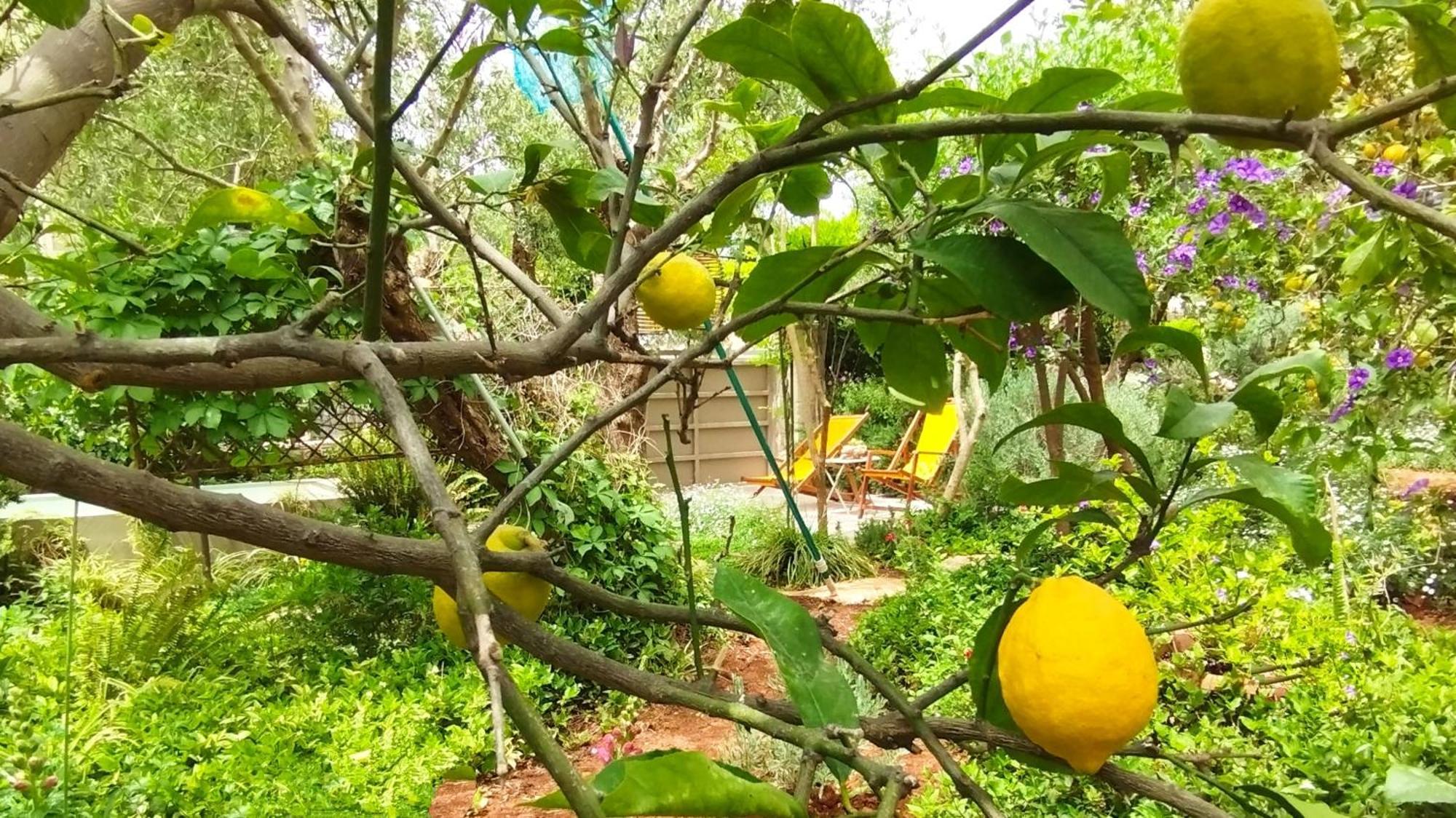 Olive Lemon Biophilic House & Lush Forest Garden Vamos Pokój zdjęcie