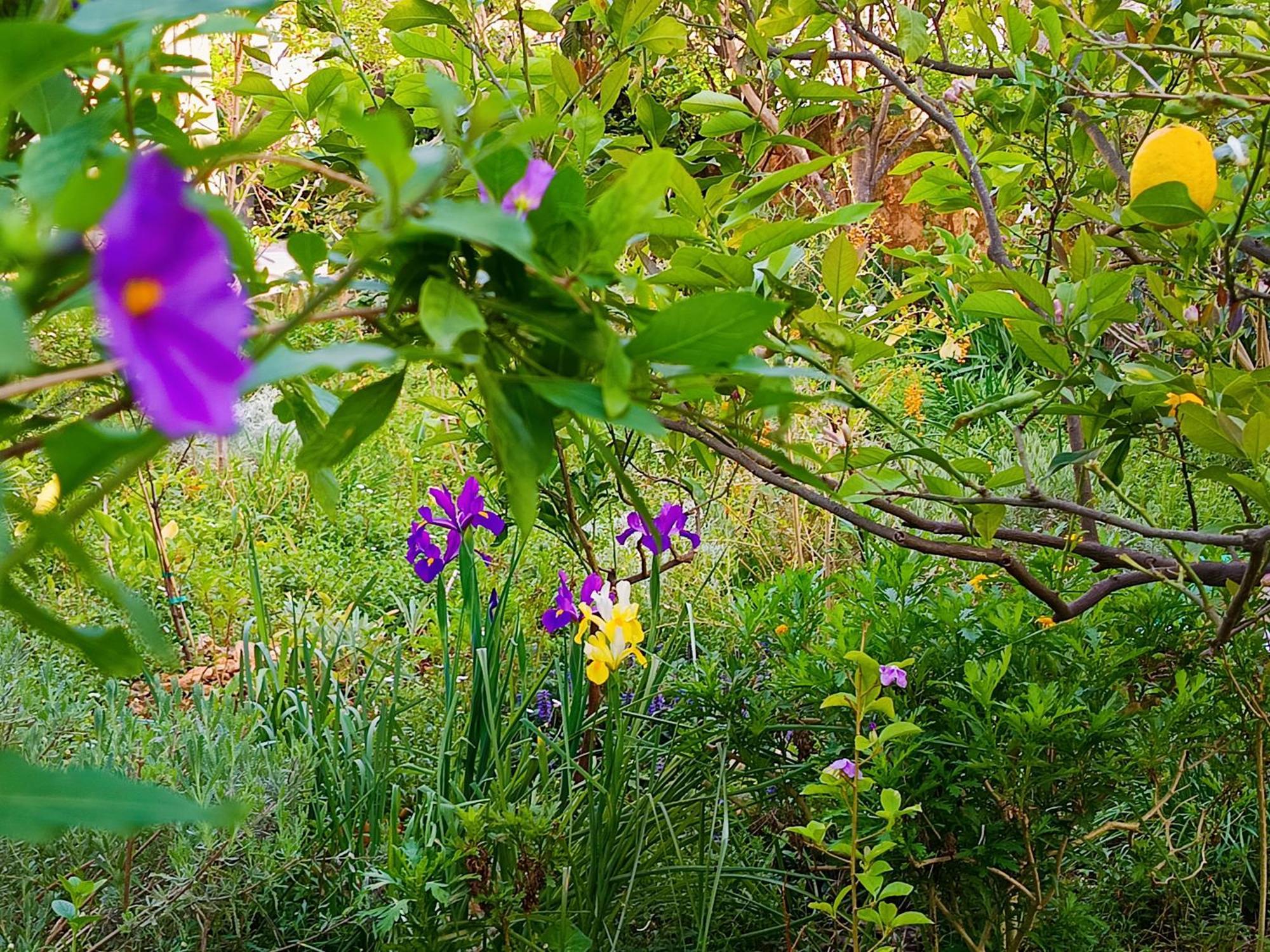 Olive Lemon Biophilic House & Lush Forest Garden Vamos Zewnętrze zdjęcie