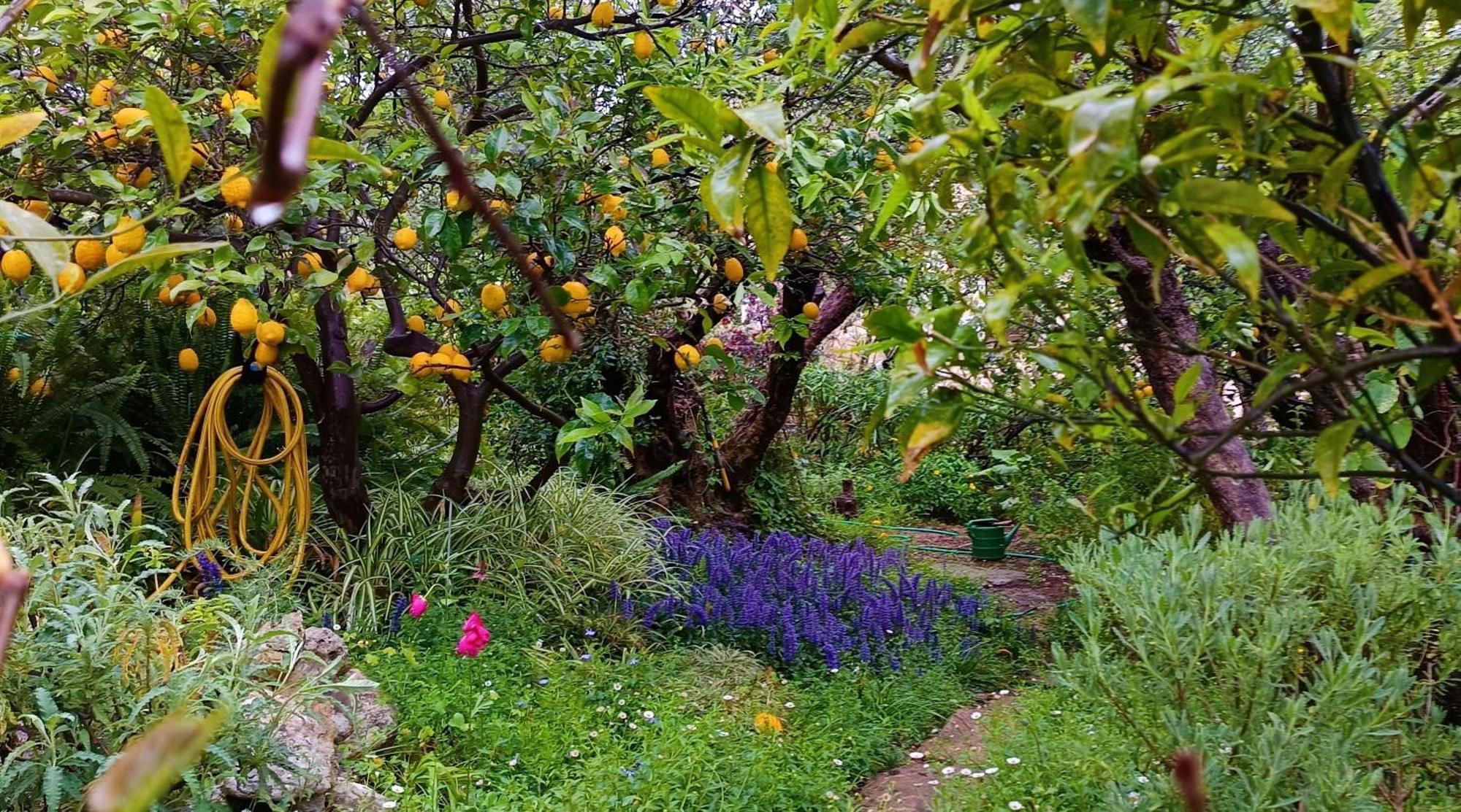 Olive Lemon Biophilic House & Lush Forest Garden Vamos Zewnętrze zdjęcie
