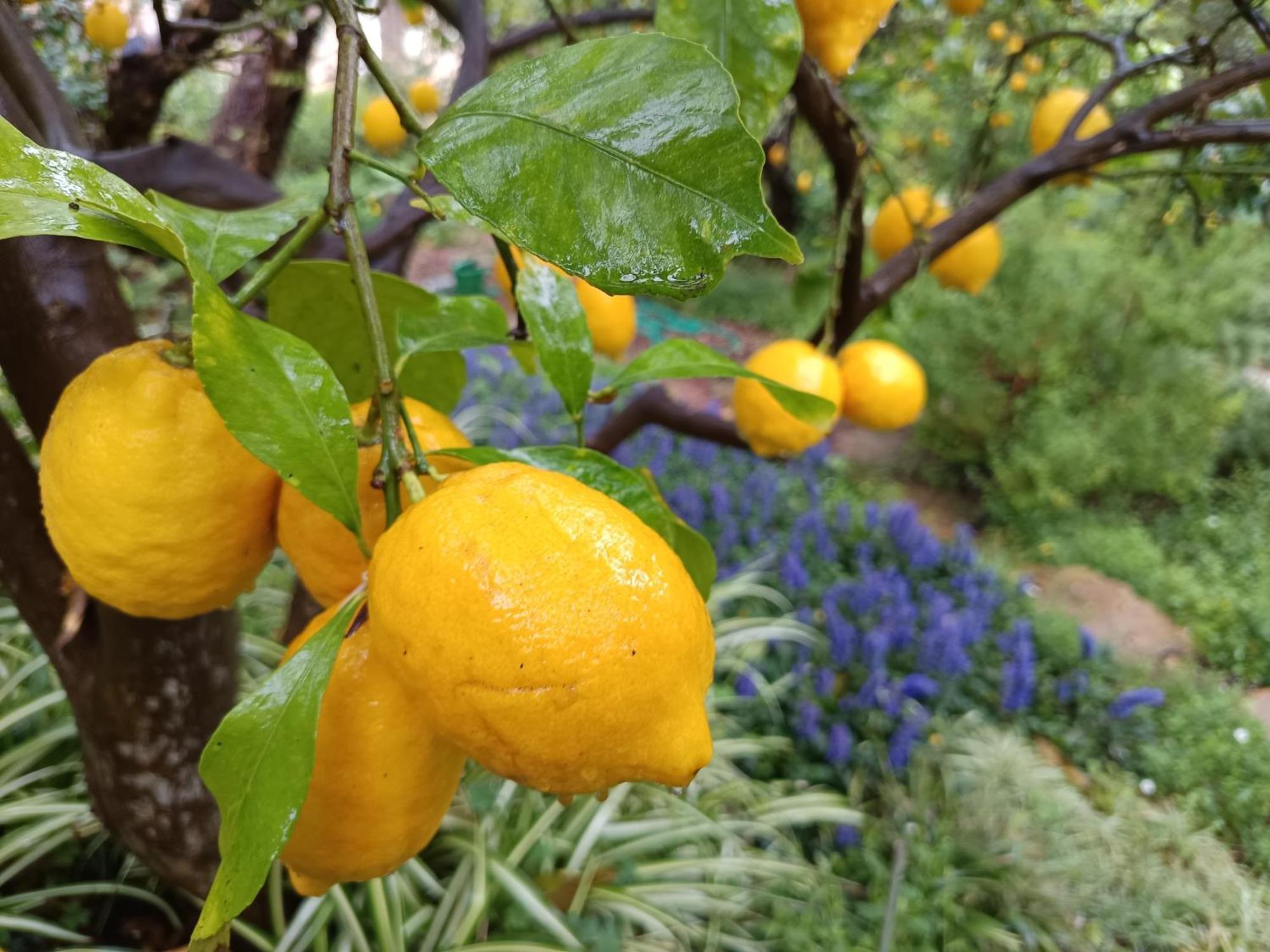 Olive Lemon Biophilic House & Lush Forest Garden Vamos Zewnętrze zdjęcie
